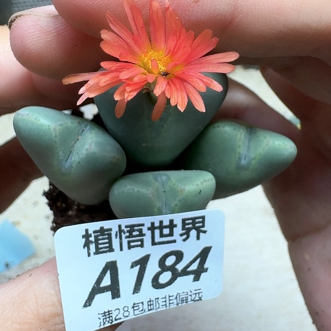 多肉植物的润泽fgb