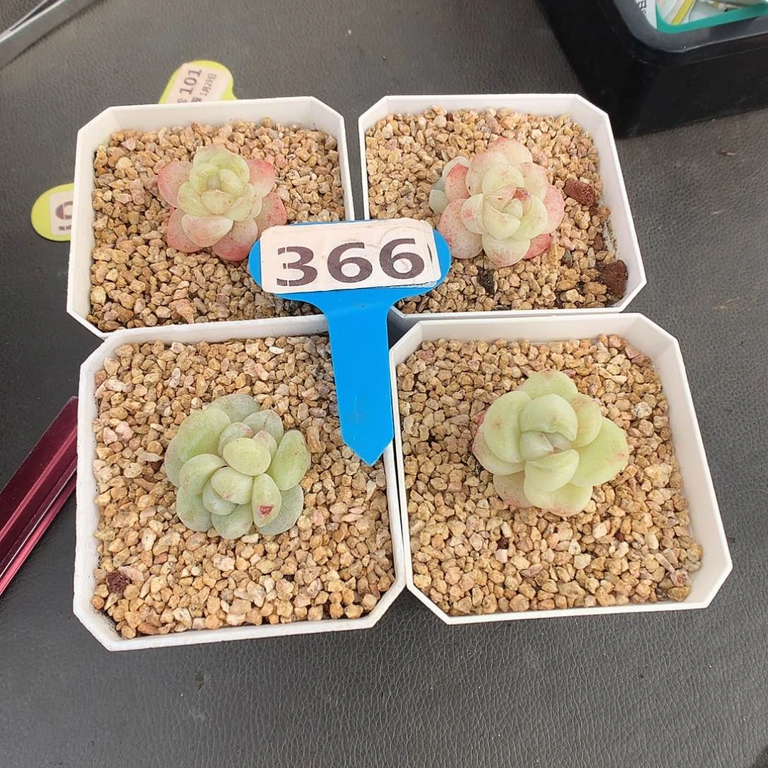 好**朵366 四个卡拉米冰玉石化