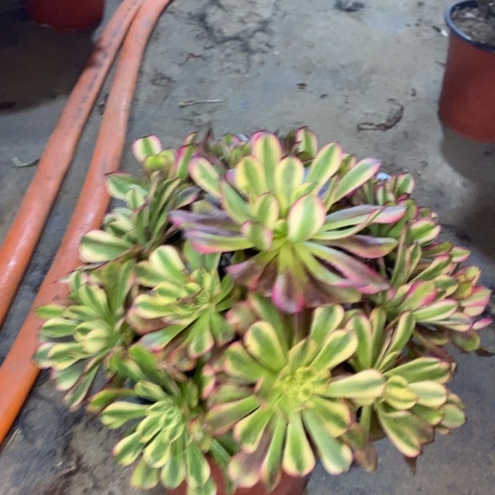 舞天姬多肉植物11