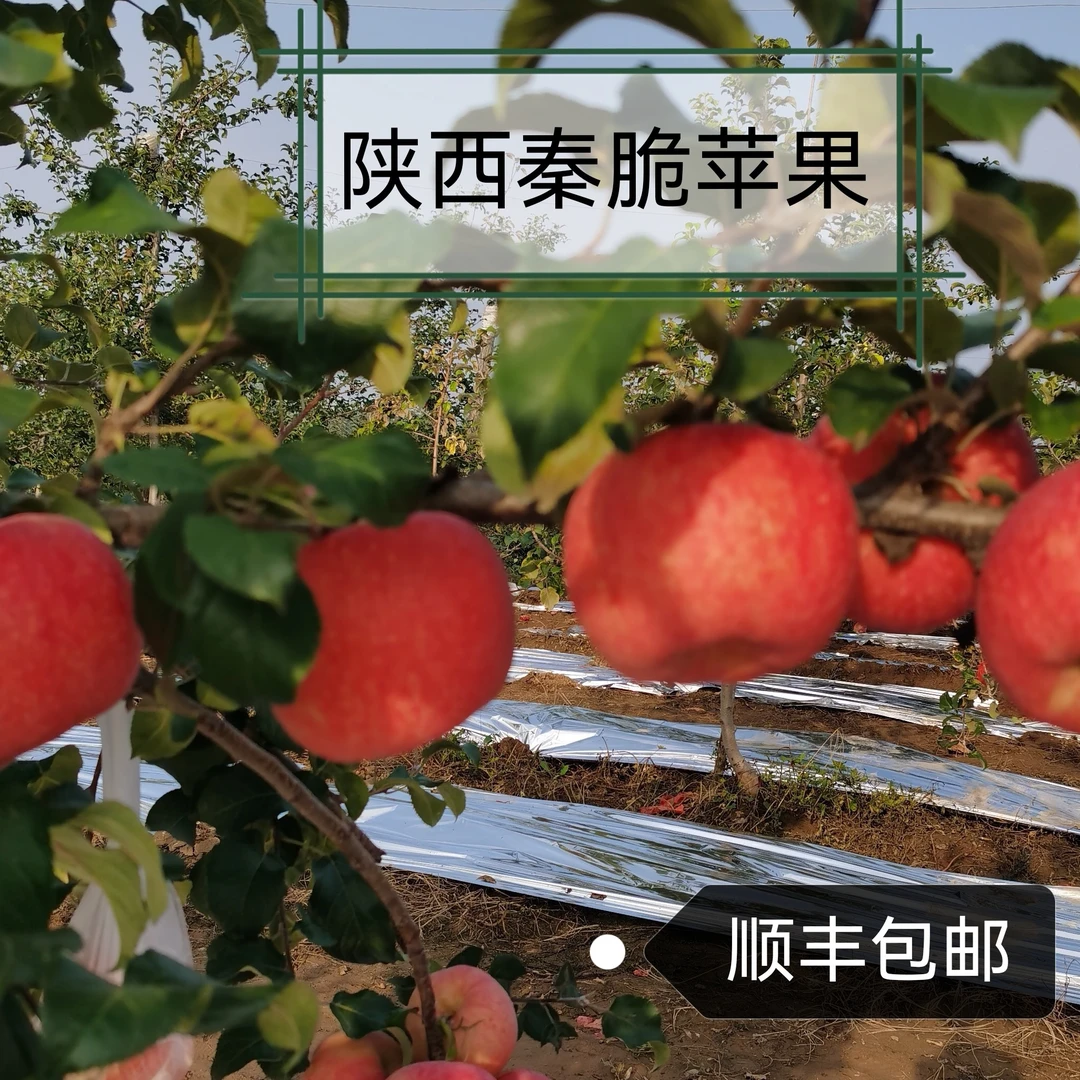 陕西秦脆苹果又红又大脆甜多汁产地直发顺丰包邮