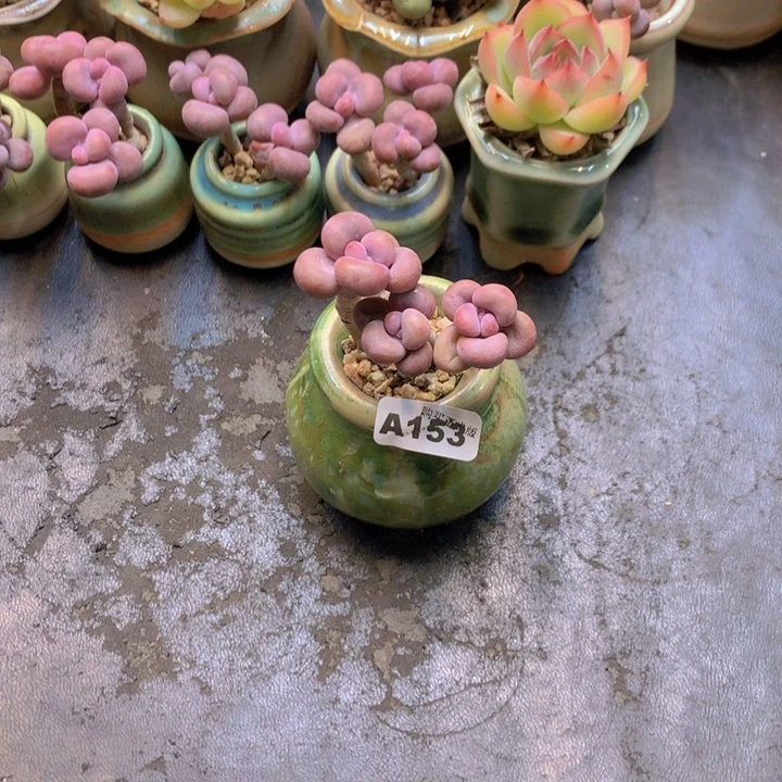 小***铺一物一拍含盆土满38包邮A153