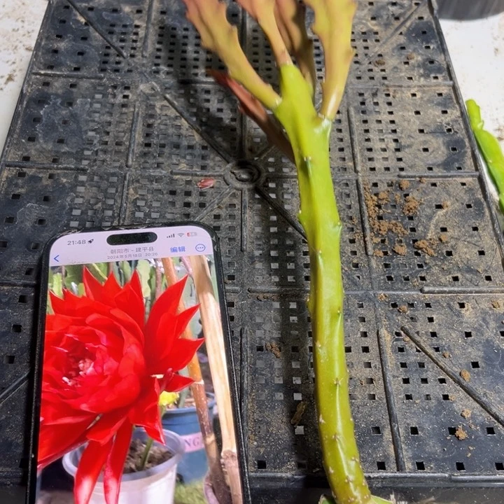当前无花栽培后可以开花525