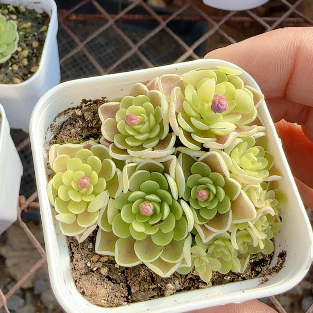 0103-43（爱丽丝捕虫堇）