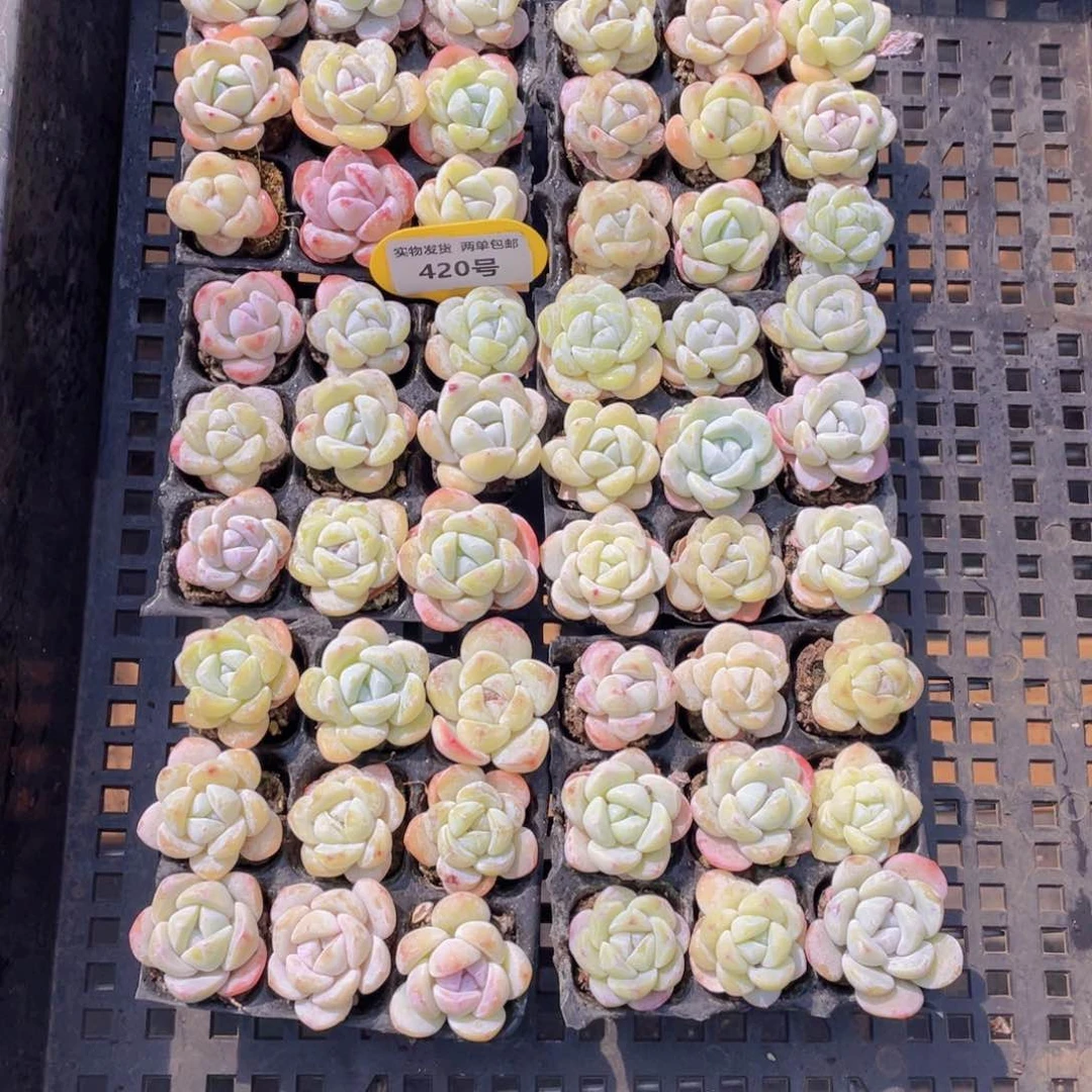 420号奶油小白兔组合9个