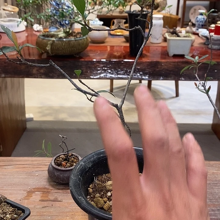 g***e完全开放海岛春花