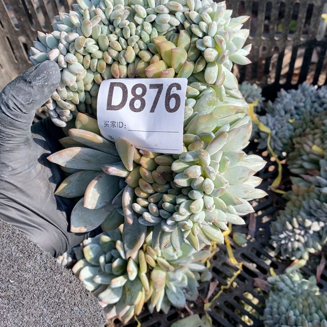 L***l876 突尼斯石榴籽缀