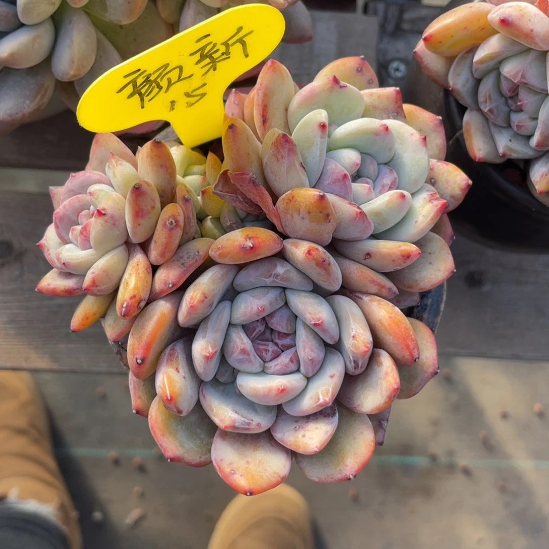 颜*星影三头一个15