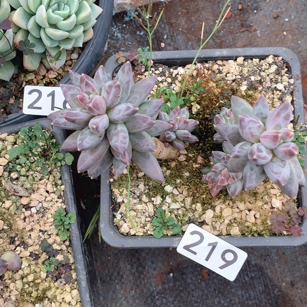 219 一物一拍多肉