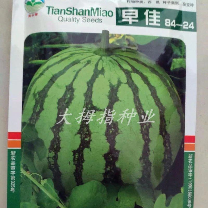 西瓜种子 新疆天山早佳84-24瓜皮薄瓤酥脆多汁早熟高产麒麟