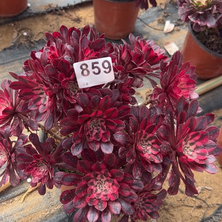 红铜白多肉植物859