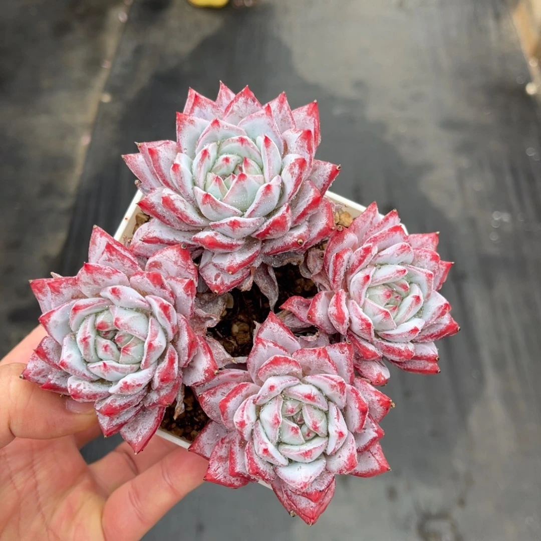 一物一拍不支持退换