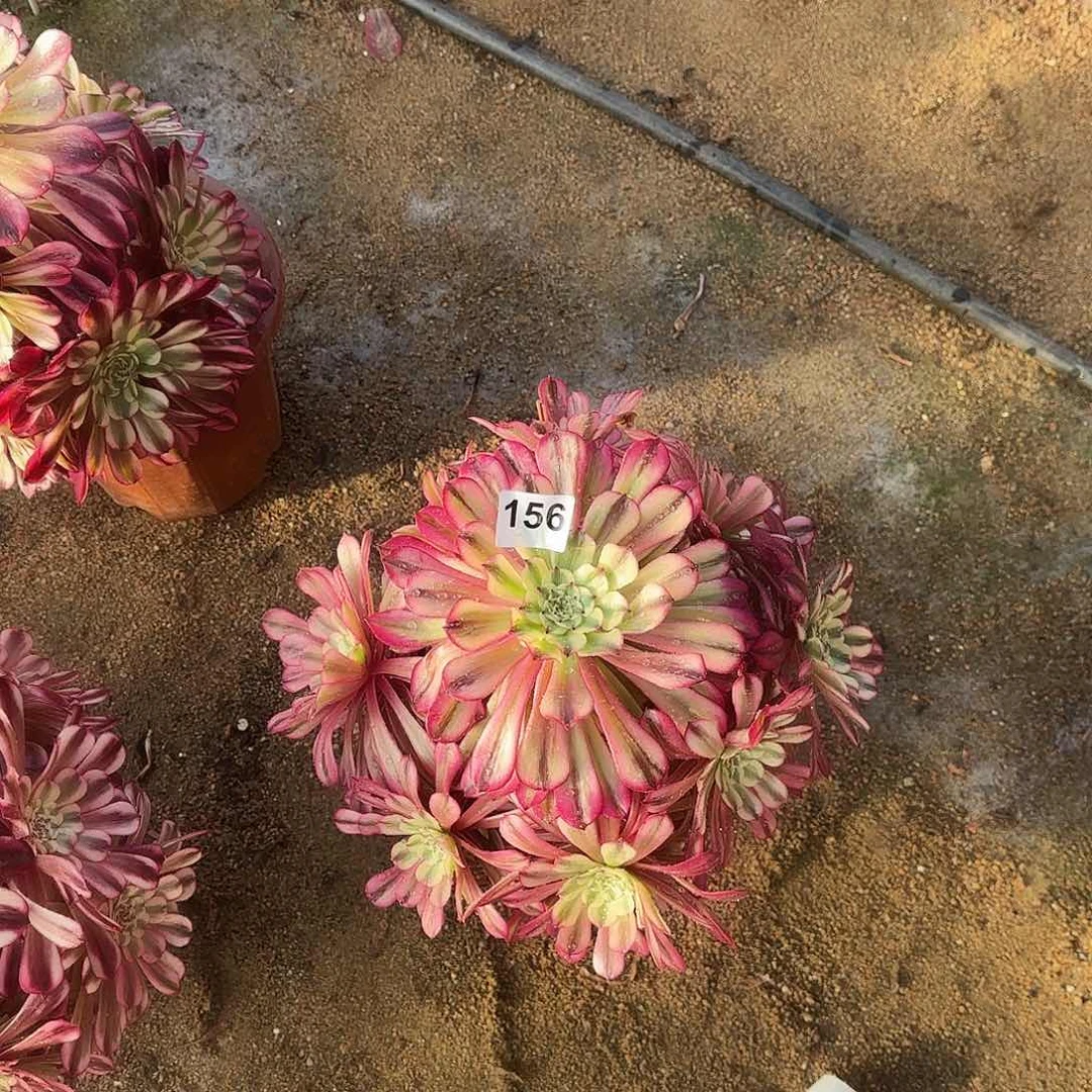 多肉植物十里红妆156