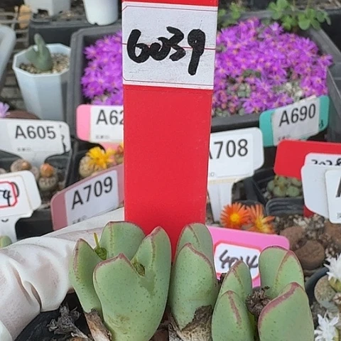 6039营业执照左右