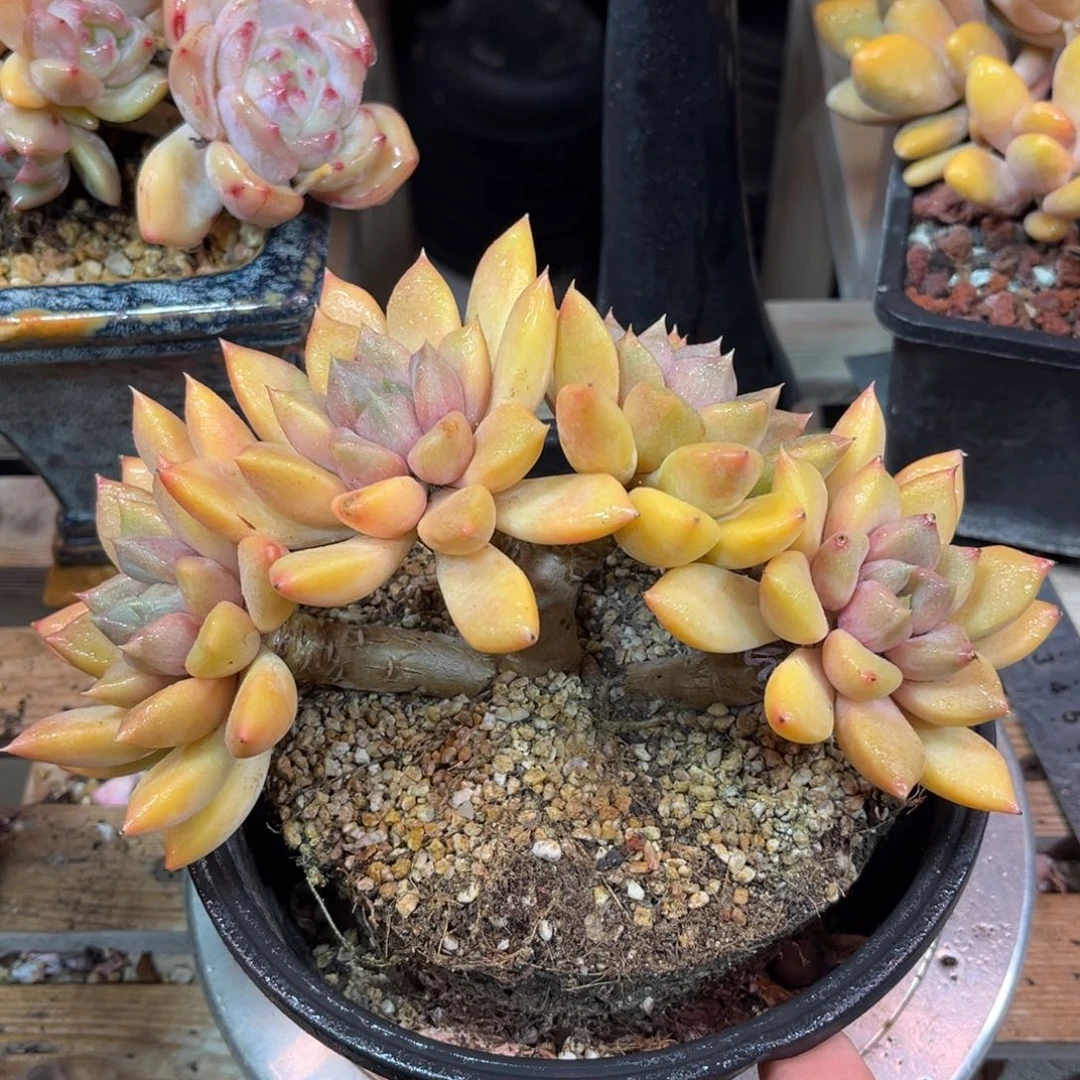 红象牙朵朵difajujinlvni