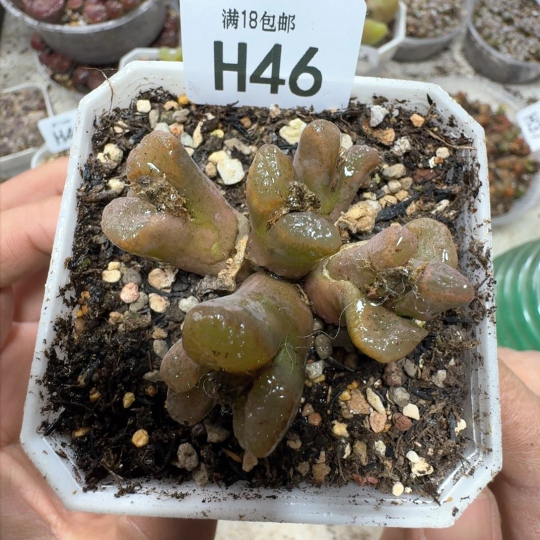 H46。风铃群一颗。 6头