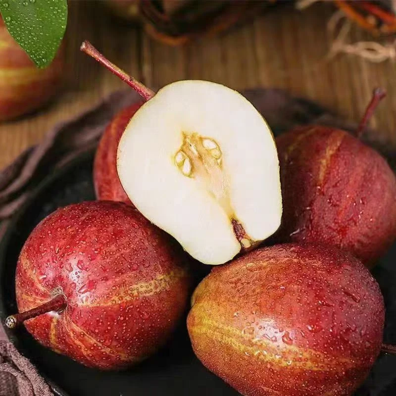 内蒙古巴盟特产彩虹早酥梨