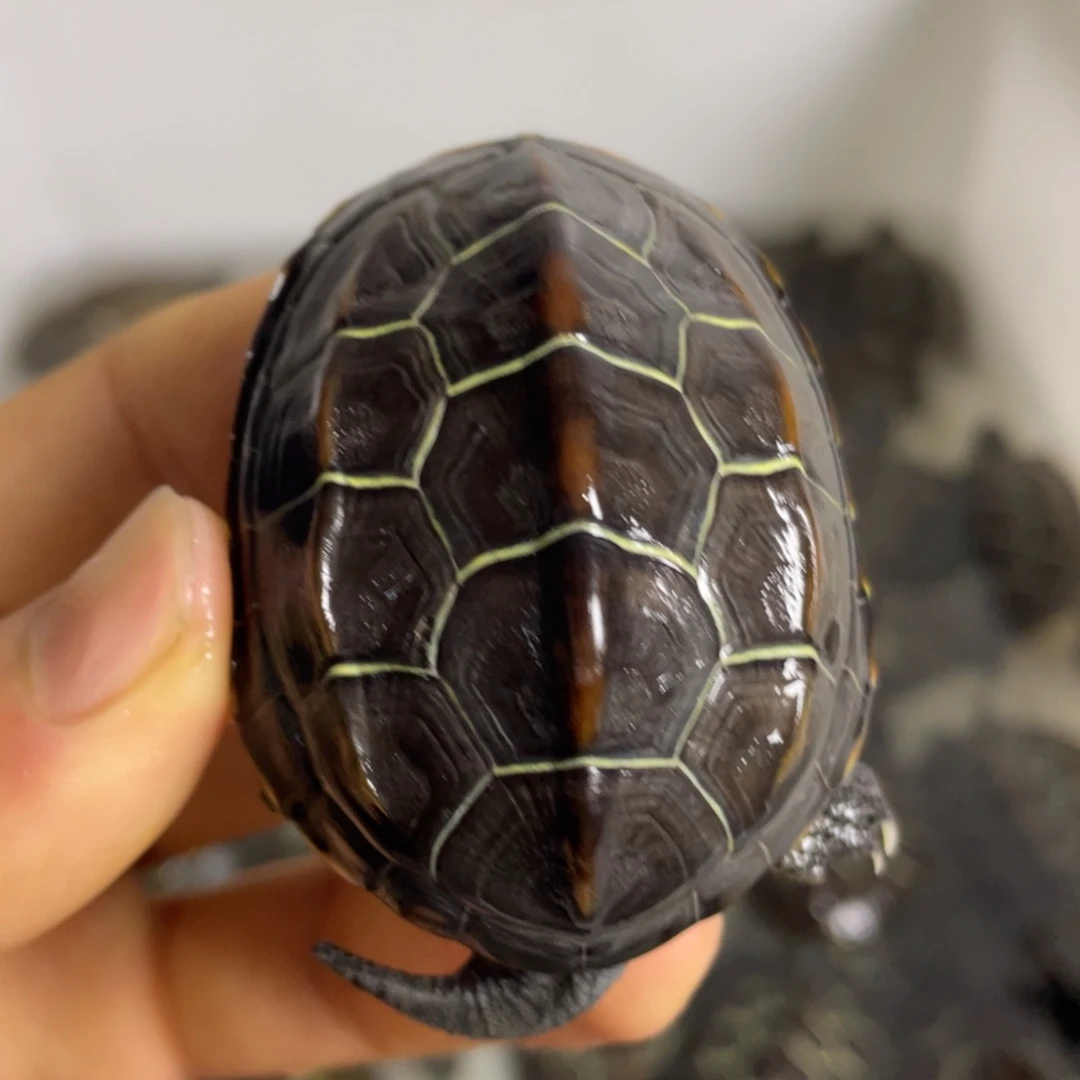 苏北金线冷水草龟