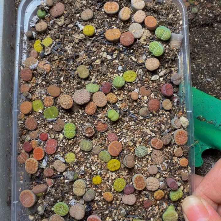 卓***菜多肉植物的生长发育25