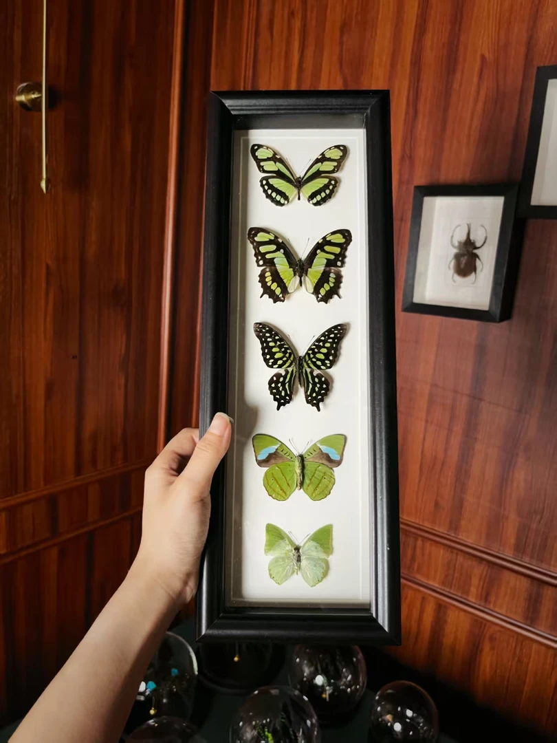 绿色系艺术蝴蝶标本装饰画客厅卧室创意挂画艺术墙面装饰摆件