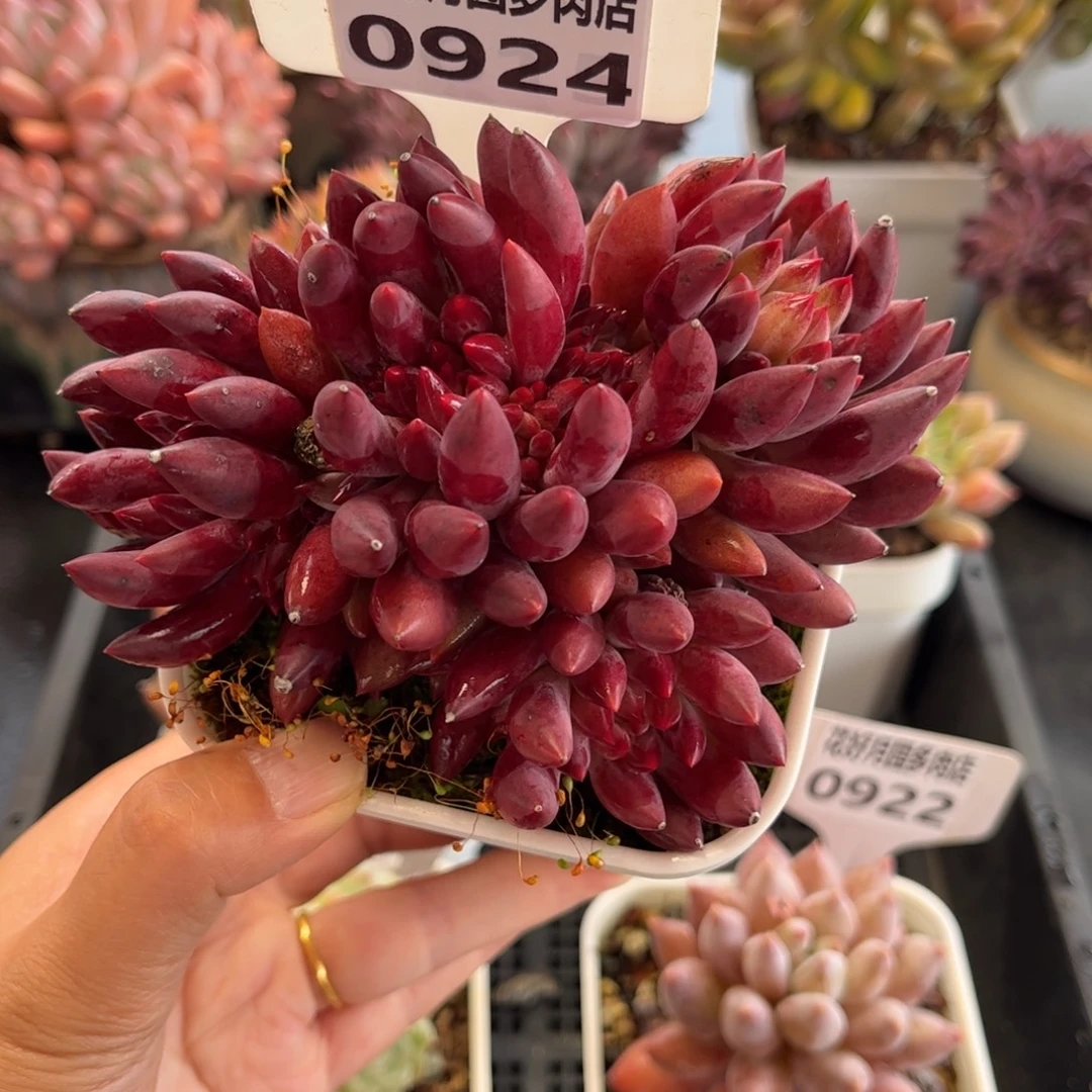 0924 天冷必拍保温箱