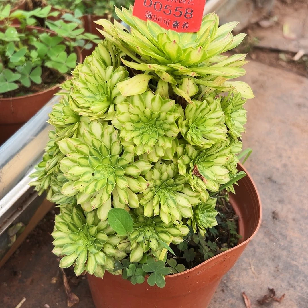 0558多肉植物颜如意