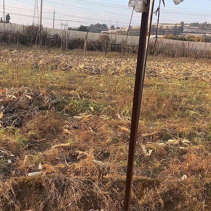 紫乐景9.99多肉3头景必须凑单