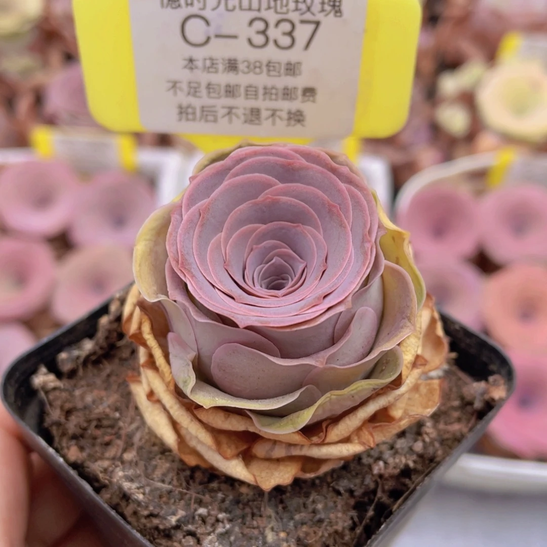 山地玫瑰C337满38包邮裸根发货