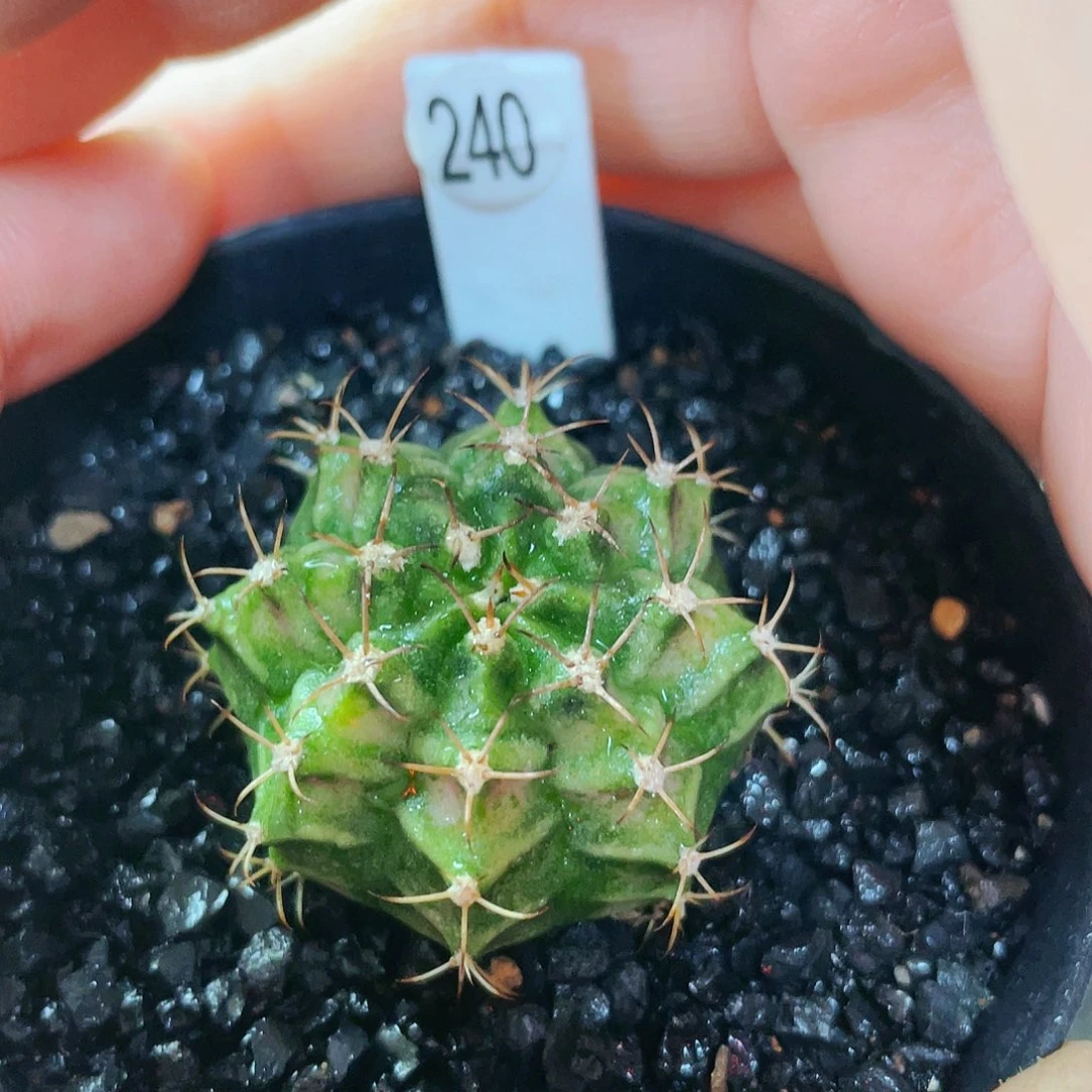 非偏远满25包邮裸根仙人球