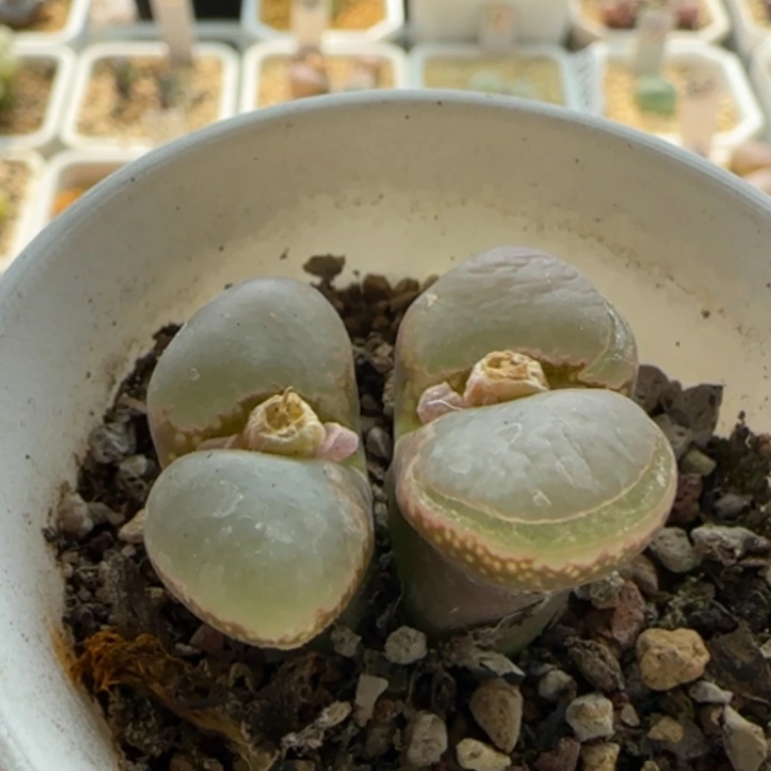 【闪购商品】21207微瑕大风铃2.2双头