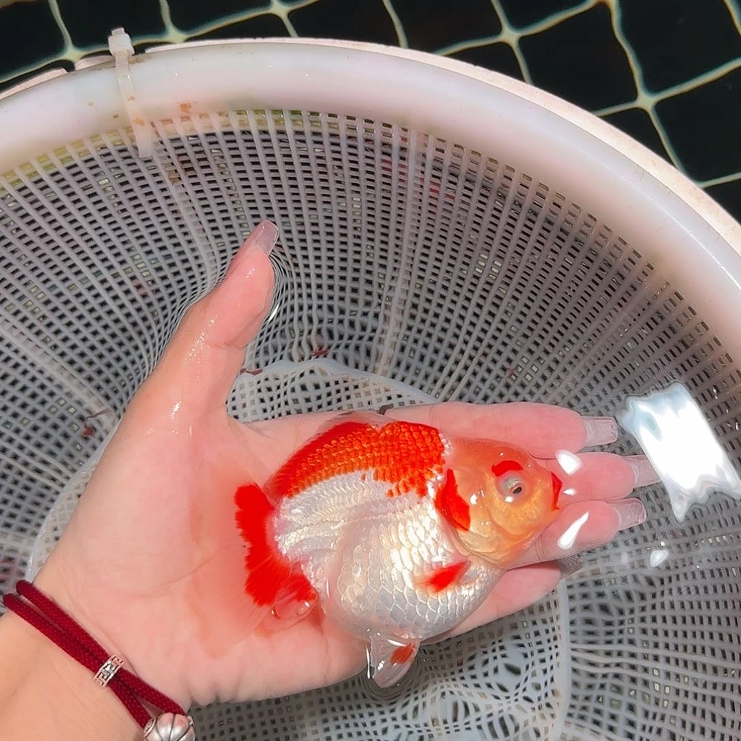 金鱼红白亚成短尾将军狮子