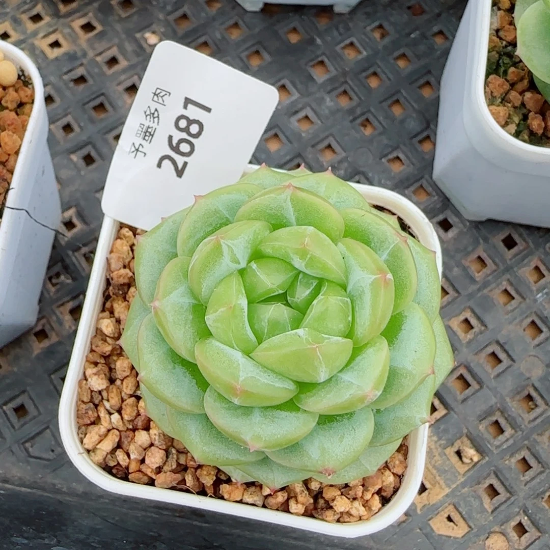 绿体财富密码，2681多肉植物