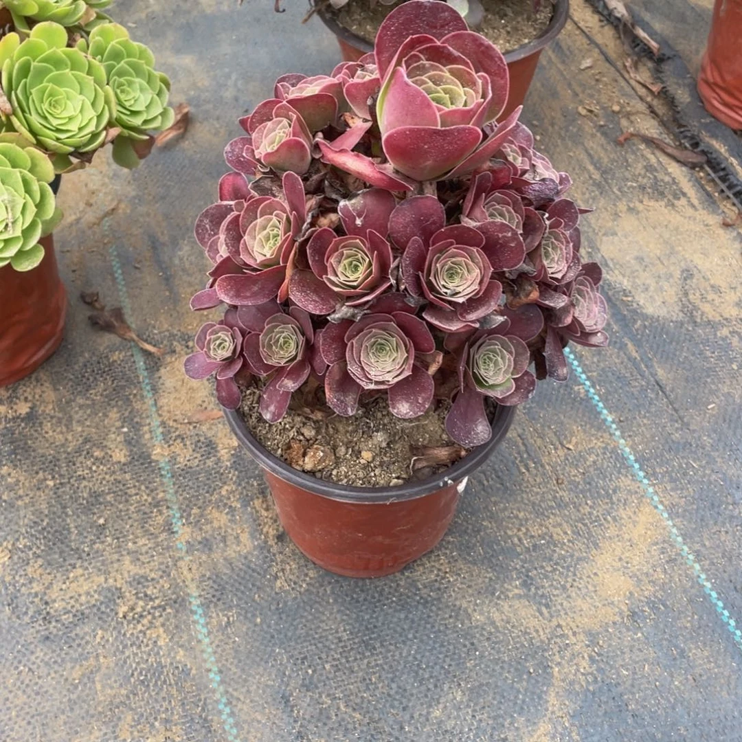 4046魅金法师多肉断枝不包