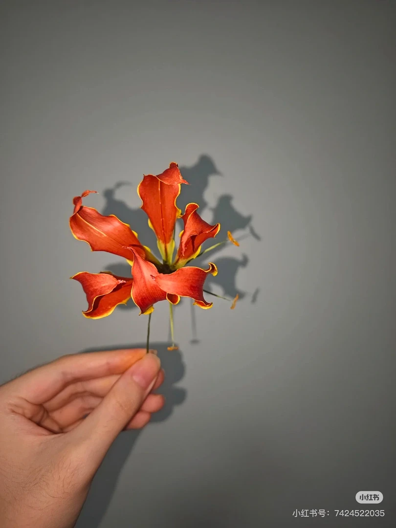 小黄土特产≈[雪山灵芝花]