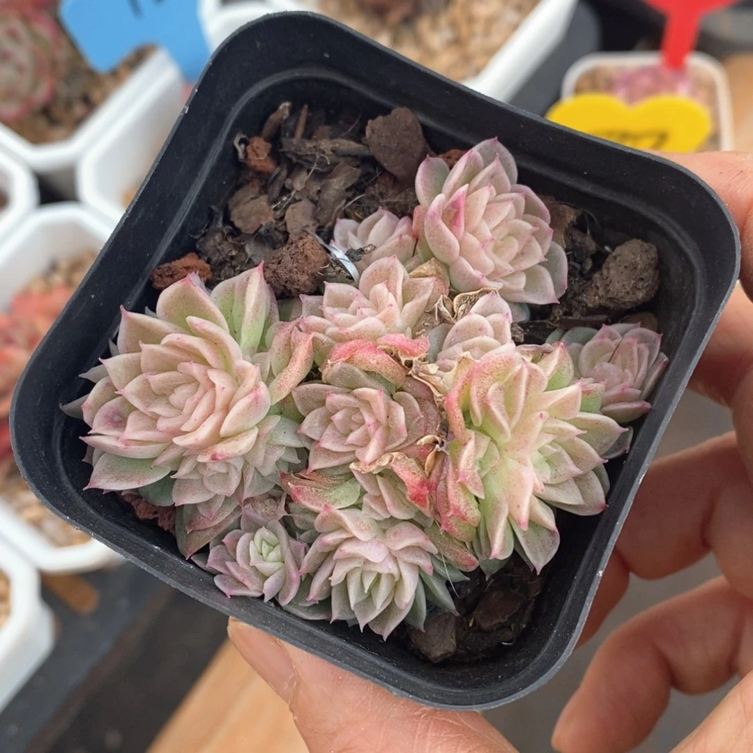 精品多肉一物一拍不包整89