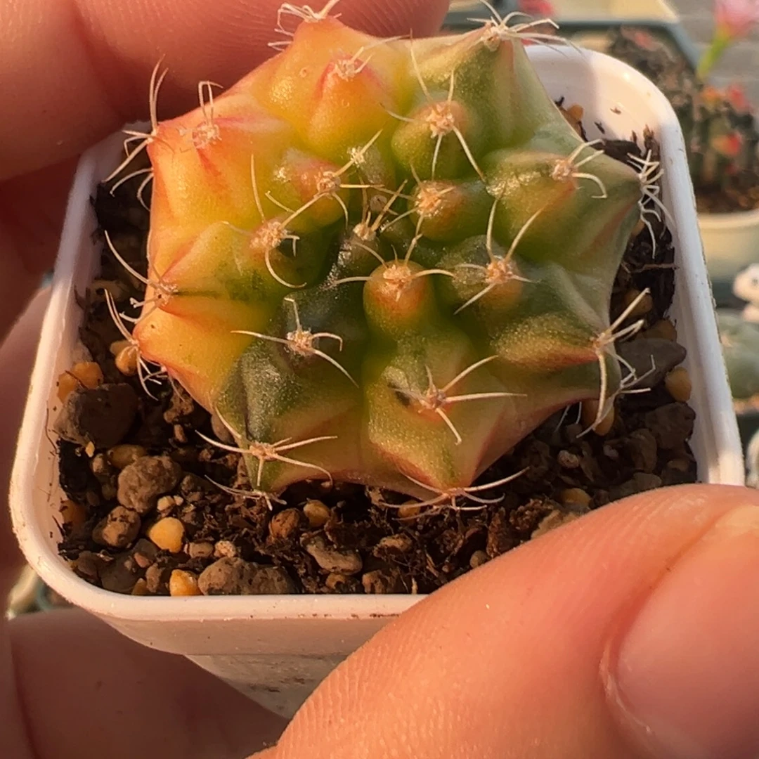 783 好看的米哈冲冲冲