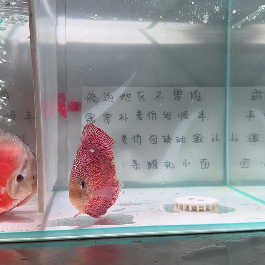 七彩神仙鱼七彩神仙鱼8-11