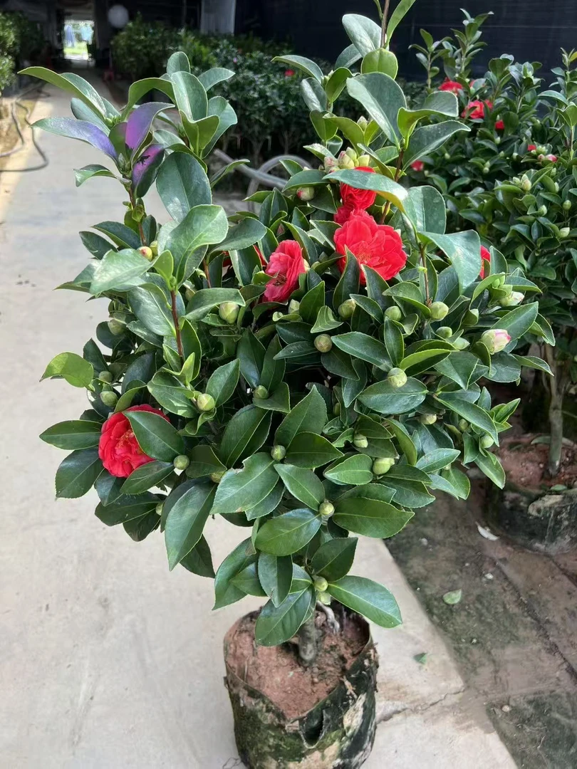 四季山茶花栀子花盆栽原土原盆发货带花苞四季开花室内外好养绿植