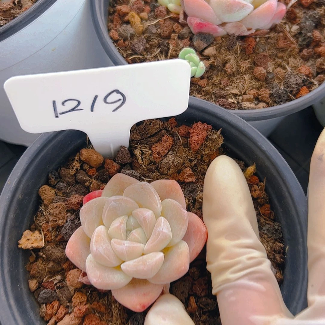 冰玉框拍1219号不包整