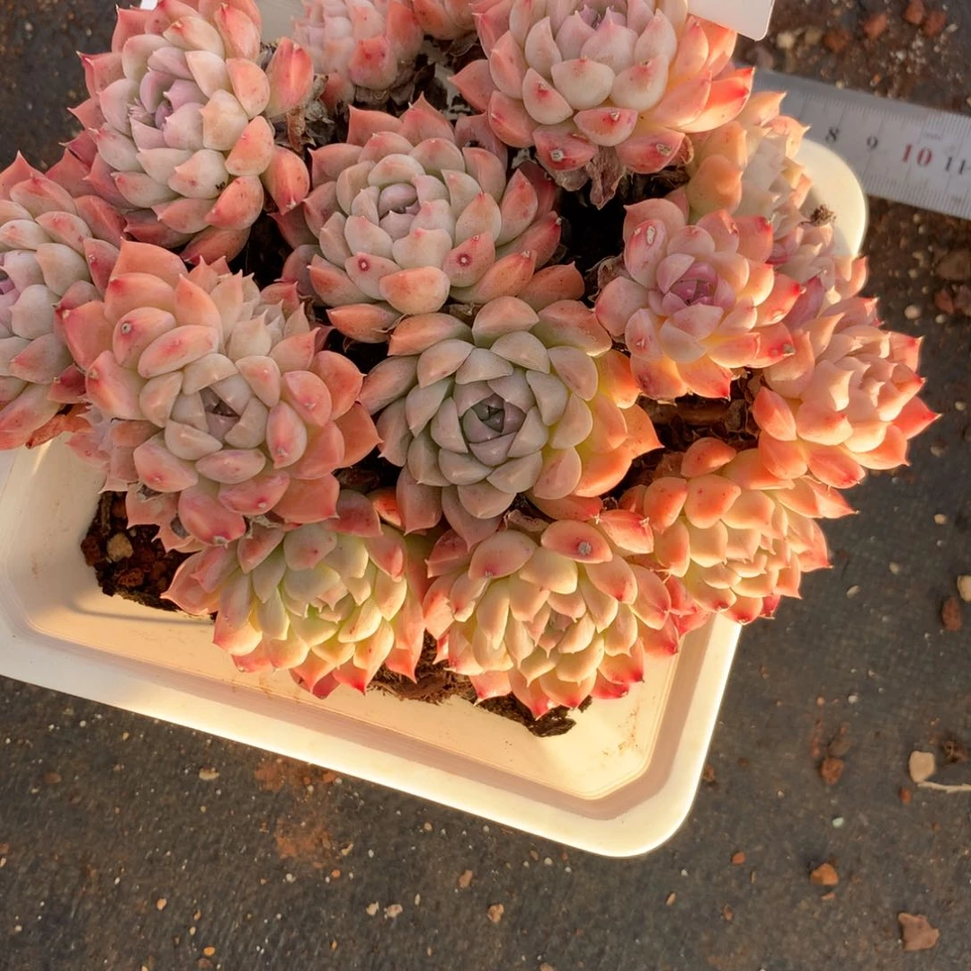 5038杂交多肉植物