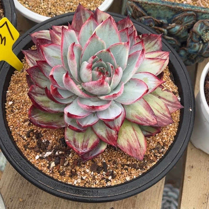 37惊鸿仙子 夏鸣园艺