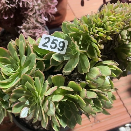 《***》多肉植物一个万皇