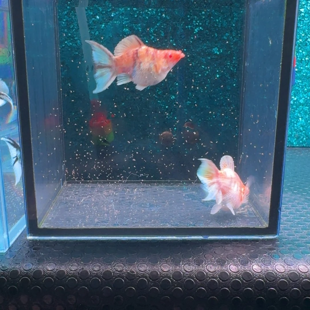 黑玛丽鱼628号玛丽2条