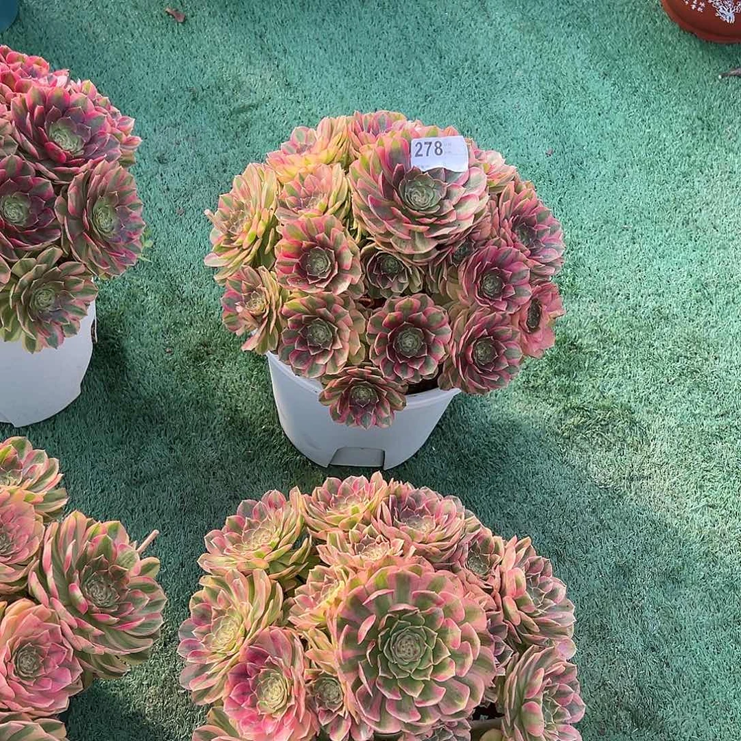 拾****278雨荷四颗多肉植物法师