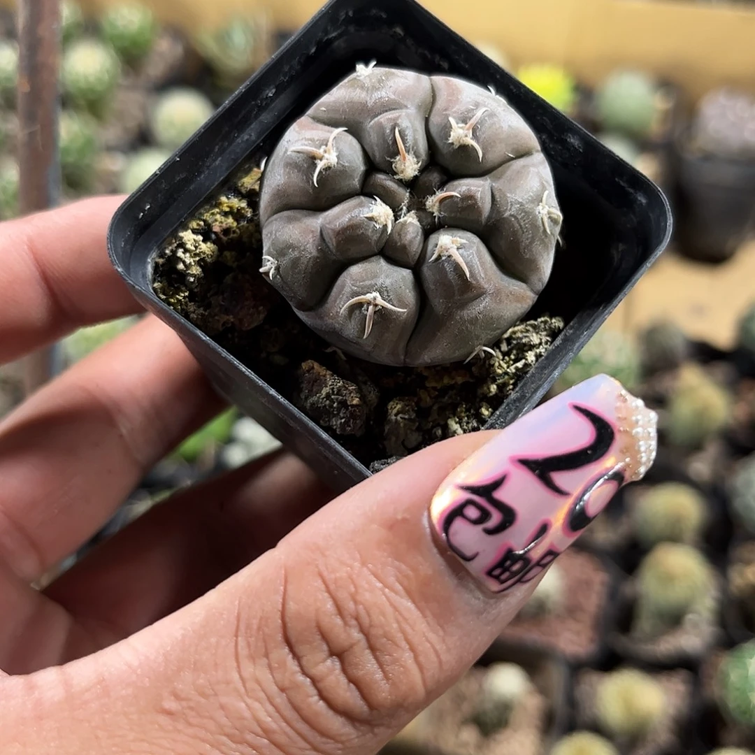 铅皮兜单头发货单头