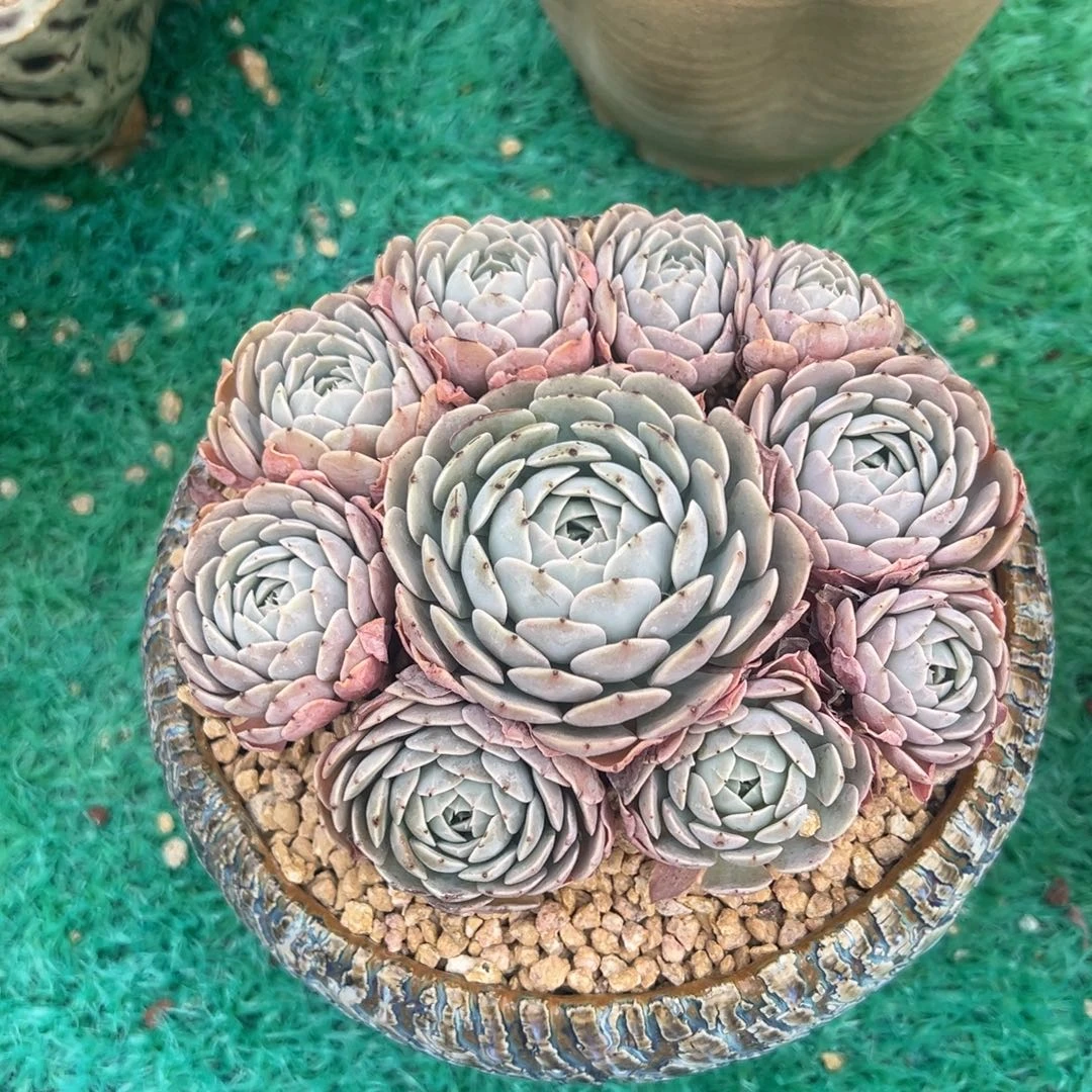 天赐手捧，，，，，，，，，，，，
