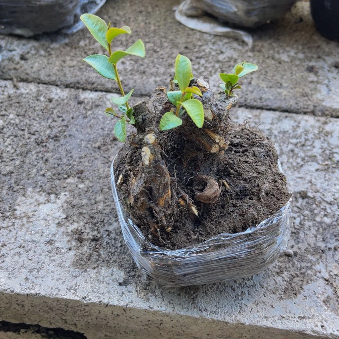 当前无花栽培后可以开花