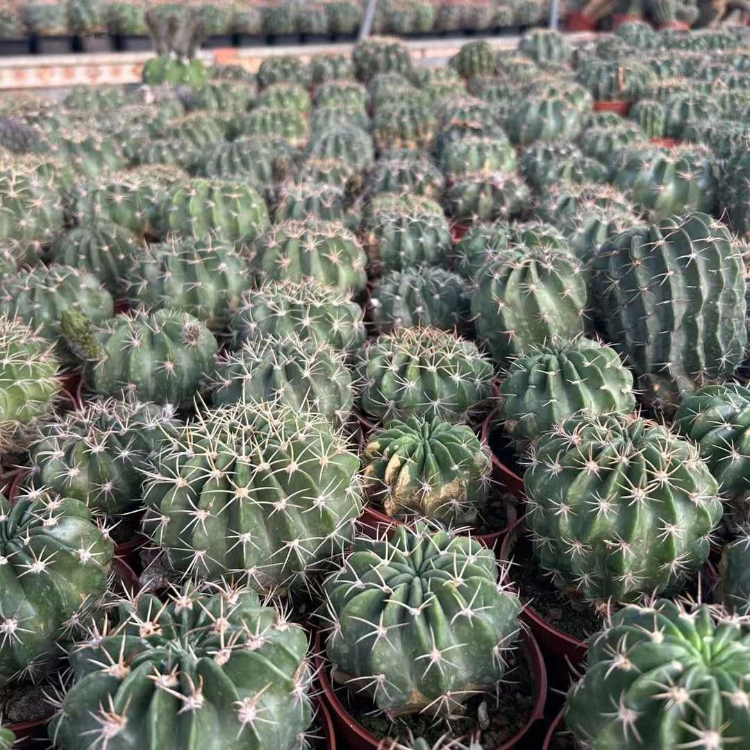 剑芒丸 仙人球夏型种绿植盆栽桌面阳台办公室摆件