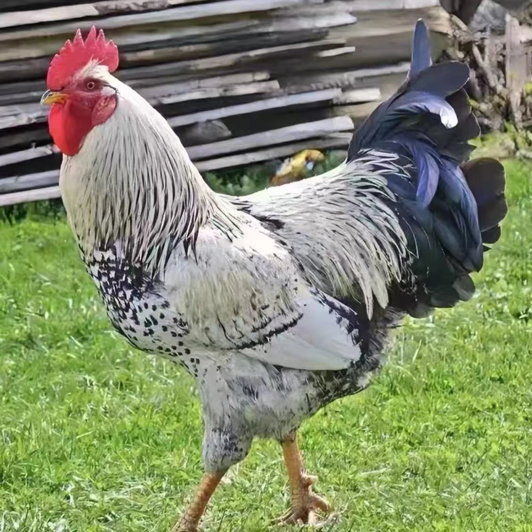 【今日拍6发10】白芦花鸡整只肉质鲜美