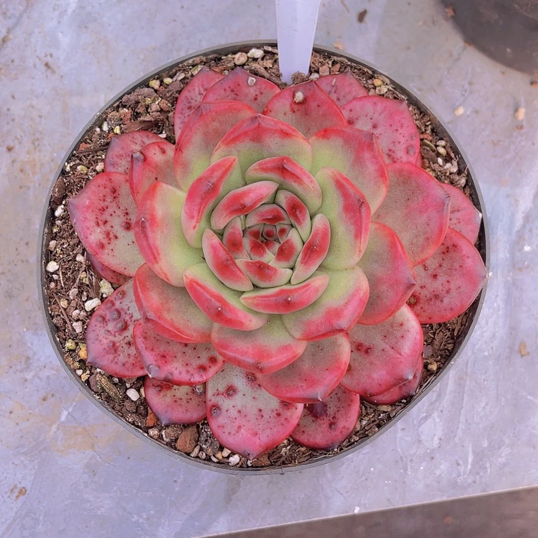 沧***枫0000000000000901