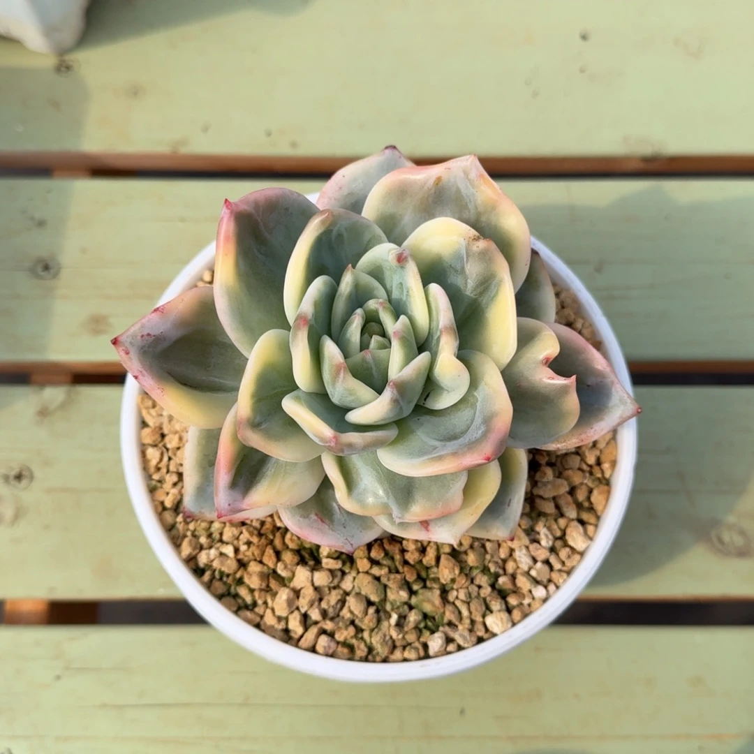 盛***荷伊丽莎白锦上园艺一物一拍